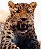 Leopards_0224