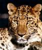 Leopards_0226