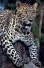 Leopards_0233