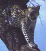 Leopards_0251