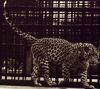 Leopards_0252