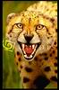 Leopards_0258