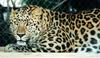 Leopards_0266
