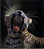 Leopards_0270