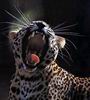 Leopards_0272