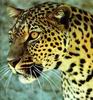 Leopards_0275