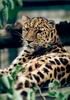 Leopards_0285