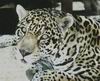 Leopards_0294