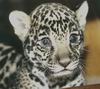 Leopards_0295