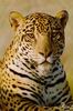 Leopards_0297