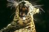 Leopards_0300