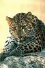 Leopards_0301