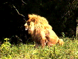 Lions_0985_SmallRes
