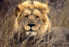 Lions_1035_SmallRes