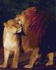 Lions_1088_SmallRes
