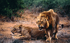 Lions_1137_SmallRes