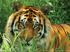 Tigers_0958