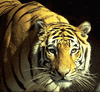 Tigers_0964